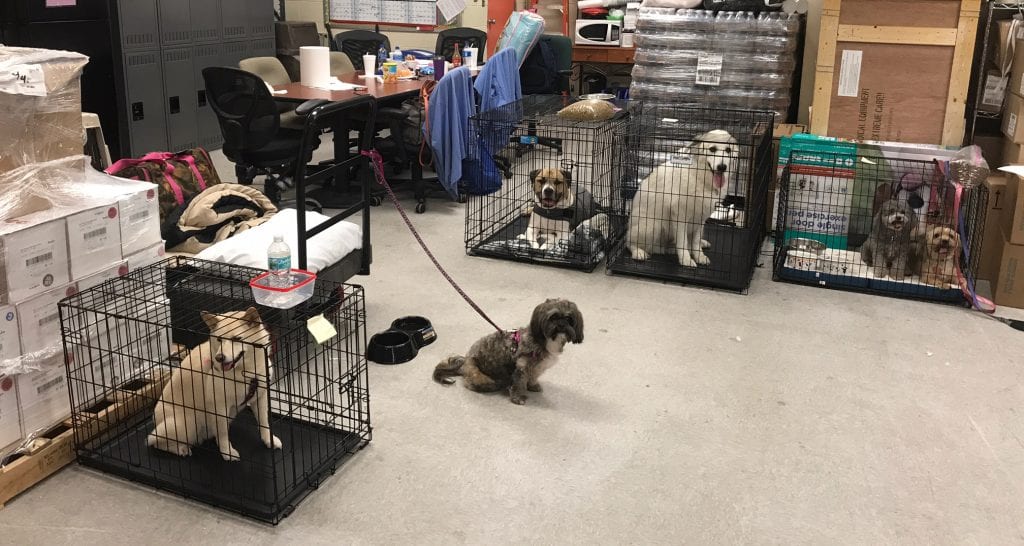 Dogs in material management